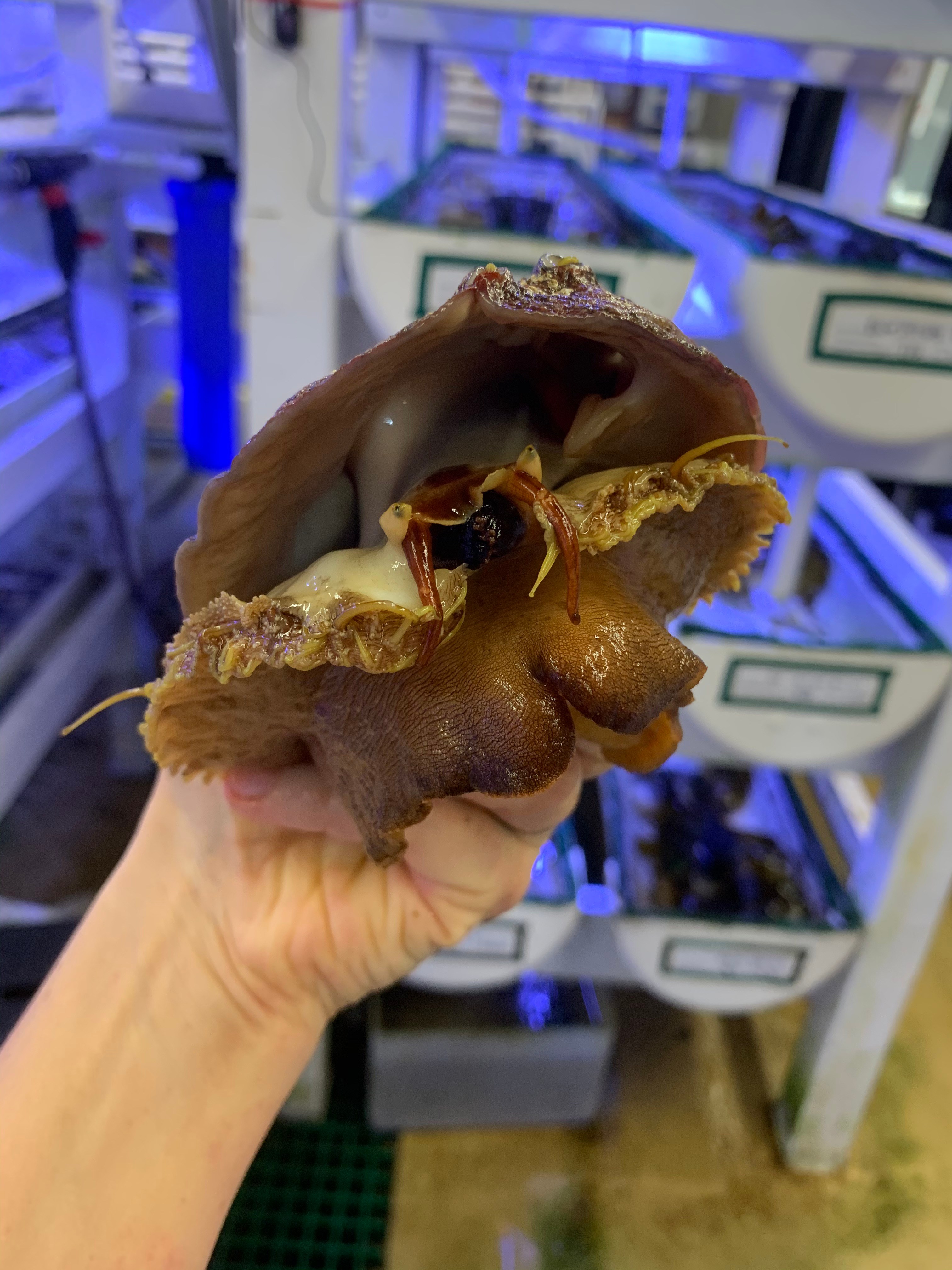 Bringing endangered abalone back from the brink California Sea Grant